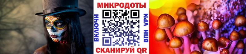 Галлюциногенные грибы Cubensis  купить   Курганинск 